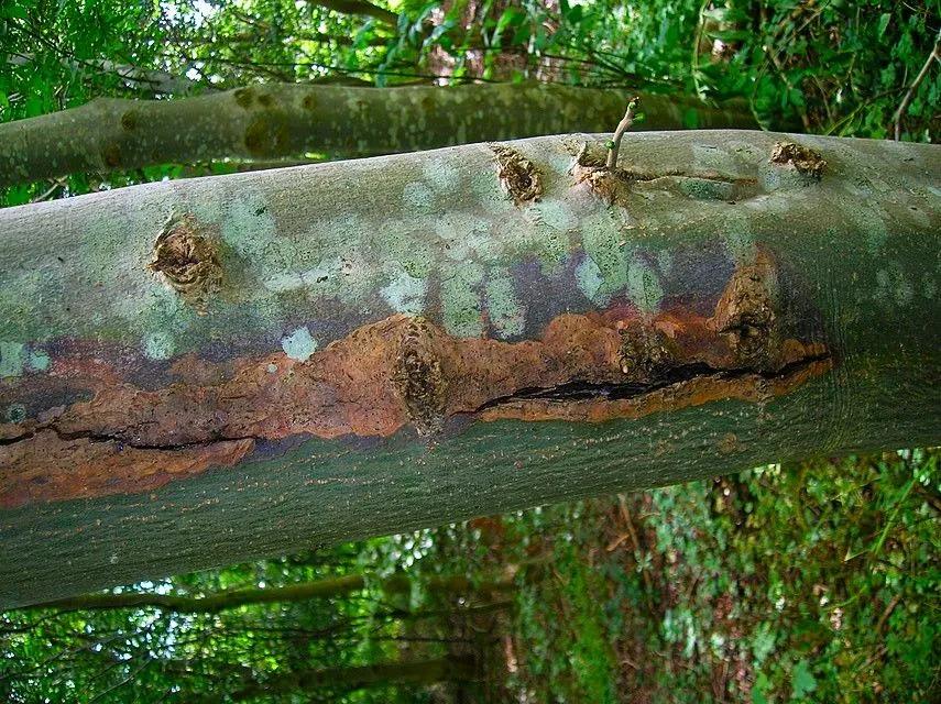 Sun Scald on Ash Tree