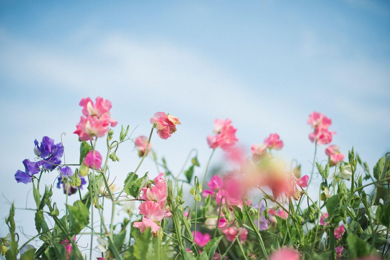 A garden full of blooming sweet peas