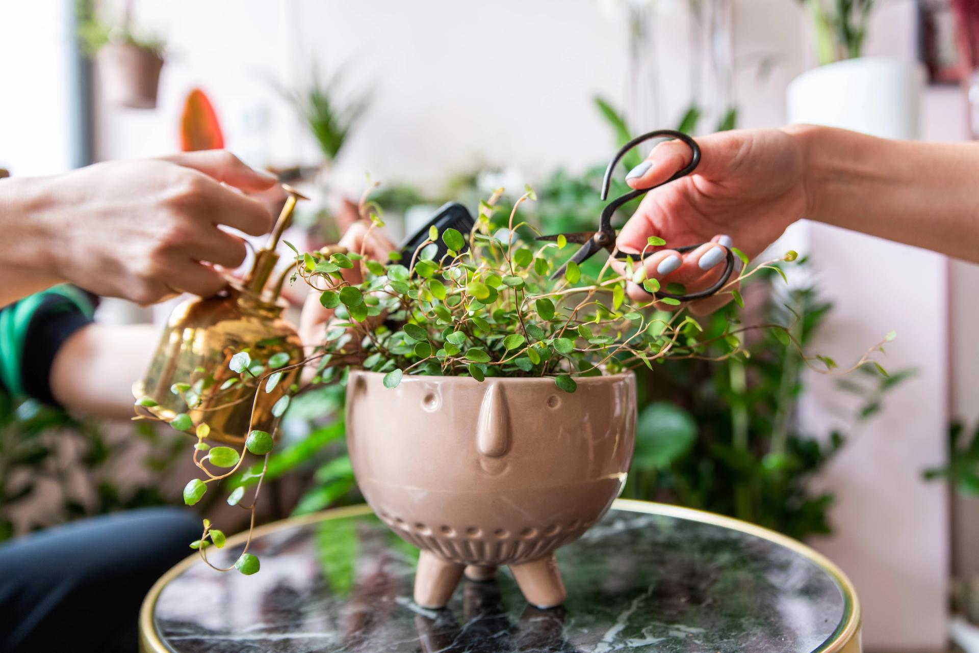 Taking Care of a Plant