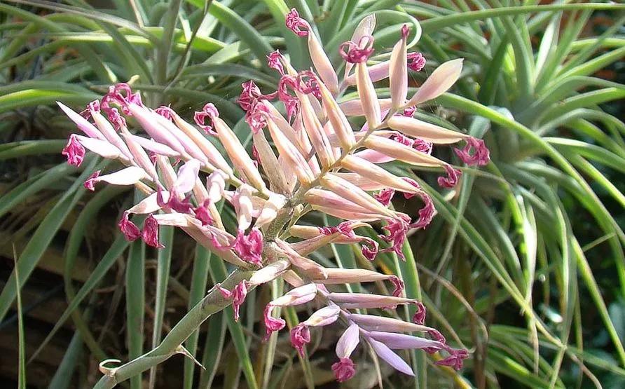 Tillandsia cacticola