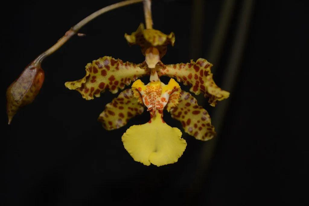 Dark Orchid Closeup