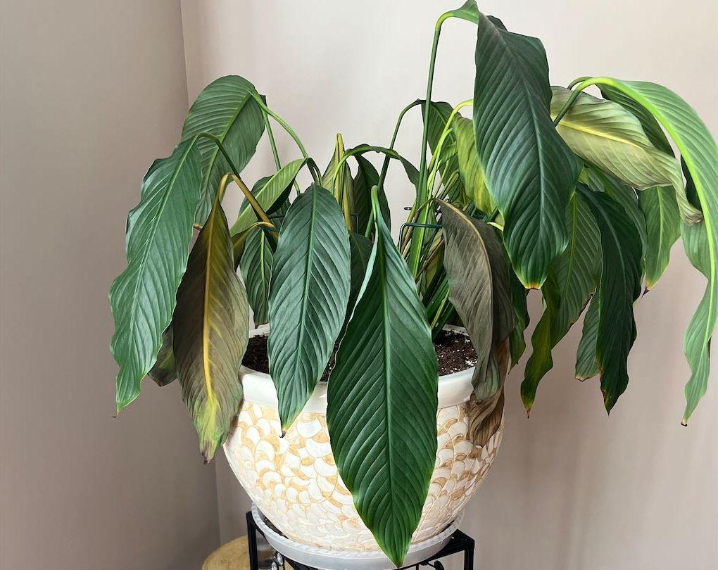 A picture of an underwatered peace lily plant