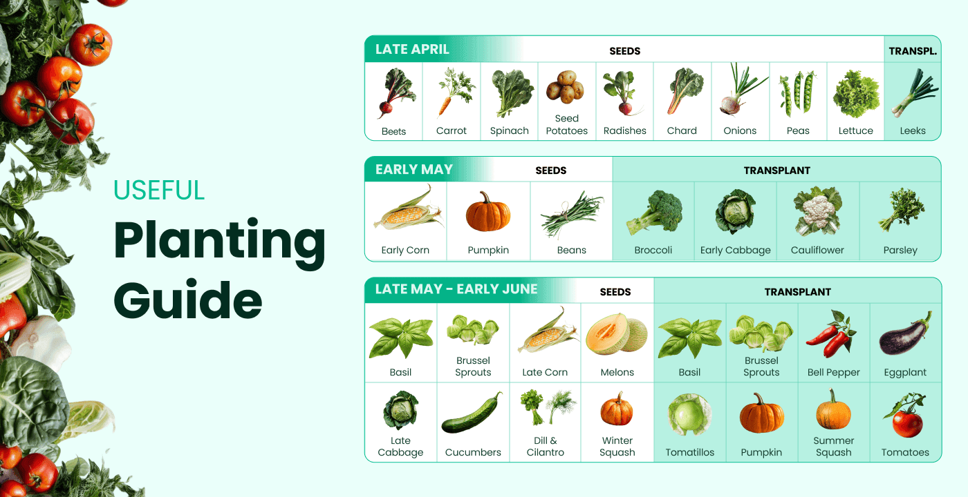 Seasonal planting guide for vegetables