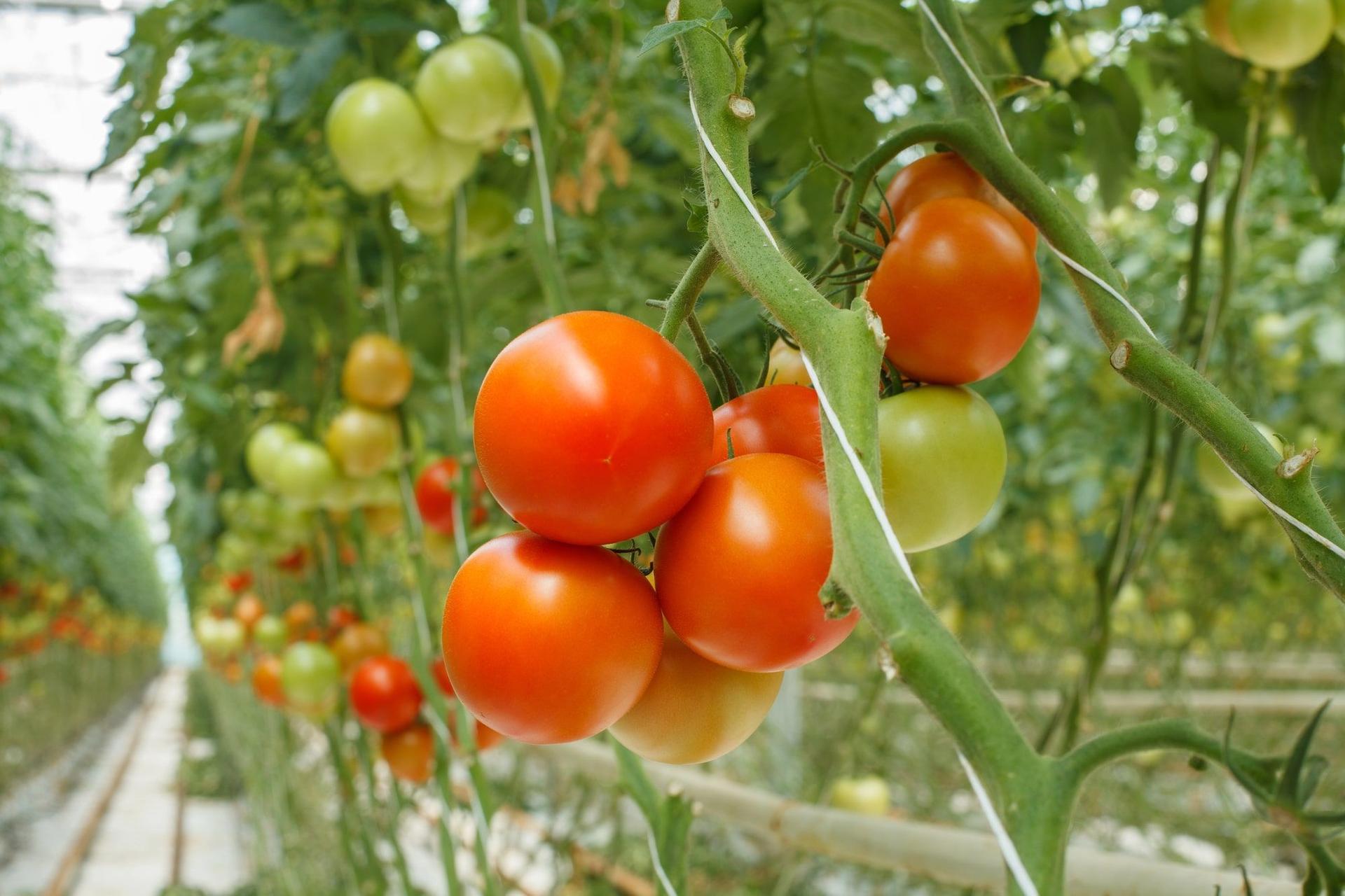 Tomatoes ripening in a greenhouse