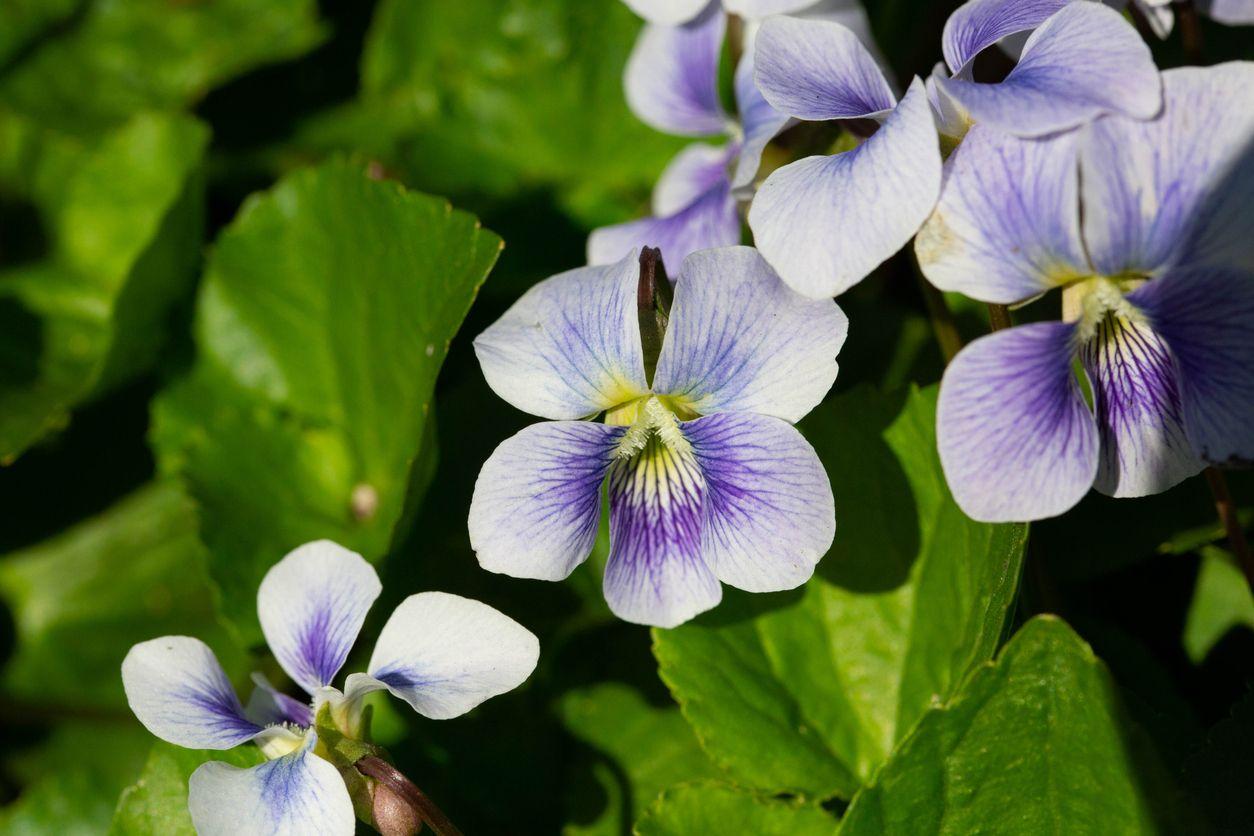 Close-up shot of violets