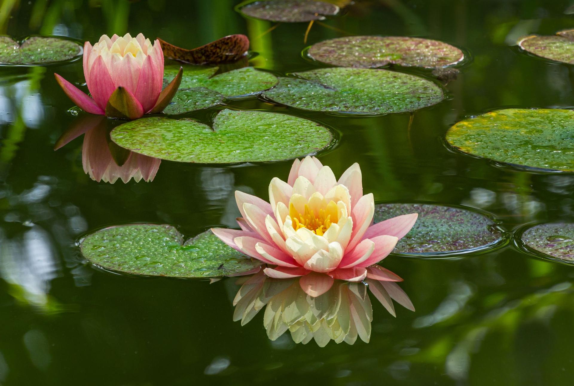 Nymphaeaceae flowers floating on water