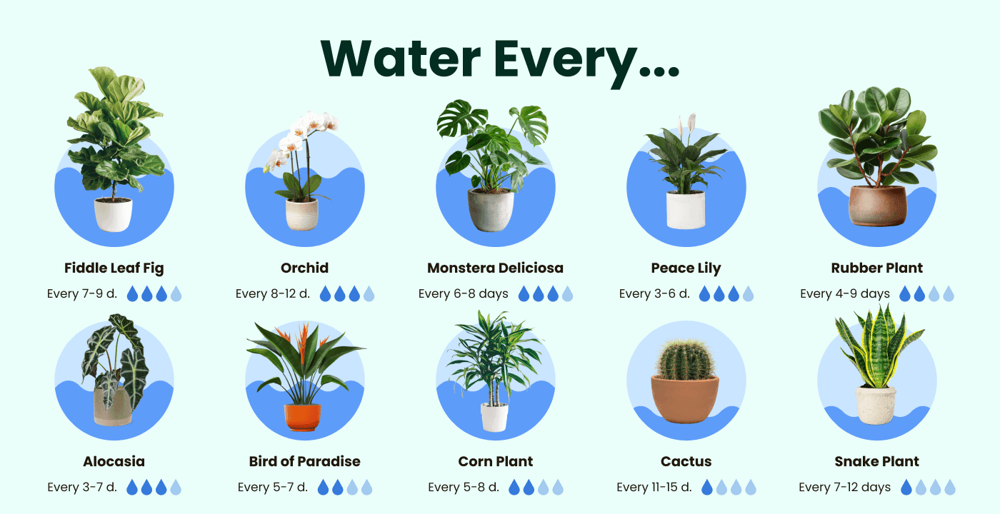 Watering schedule for houseplants