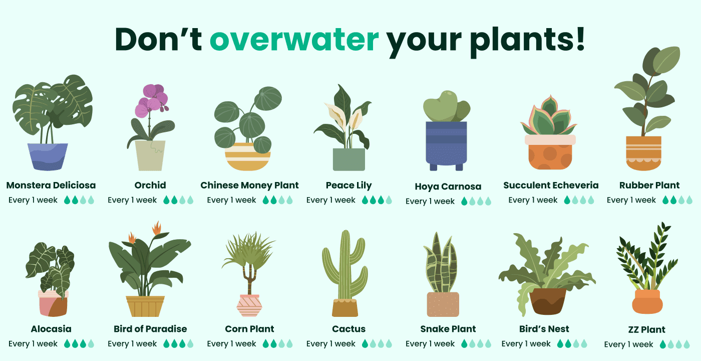 Avoid overwatering guide for houseplants