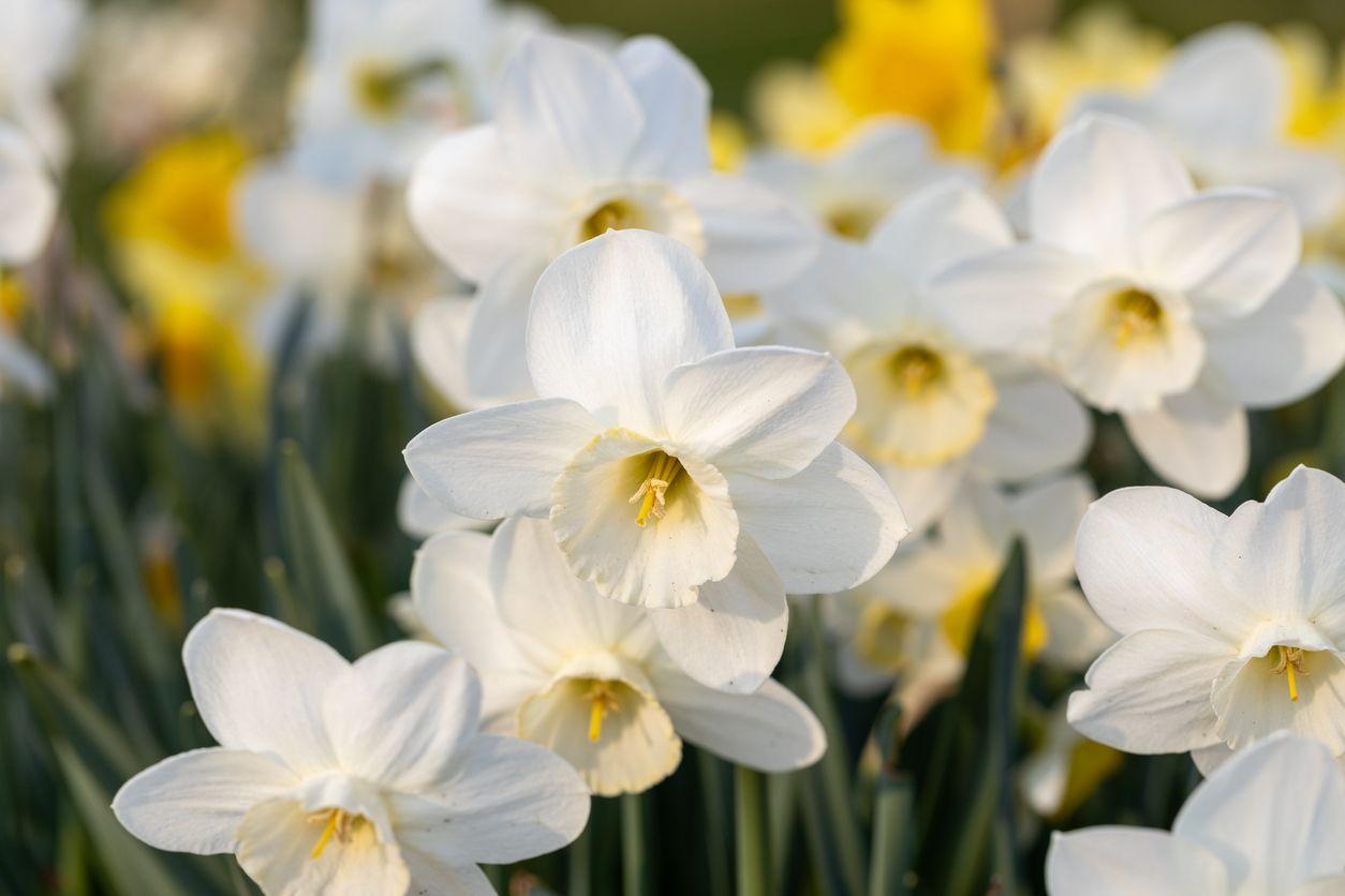 White daffodils in full bloom