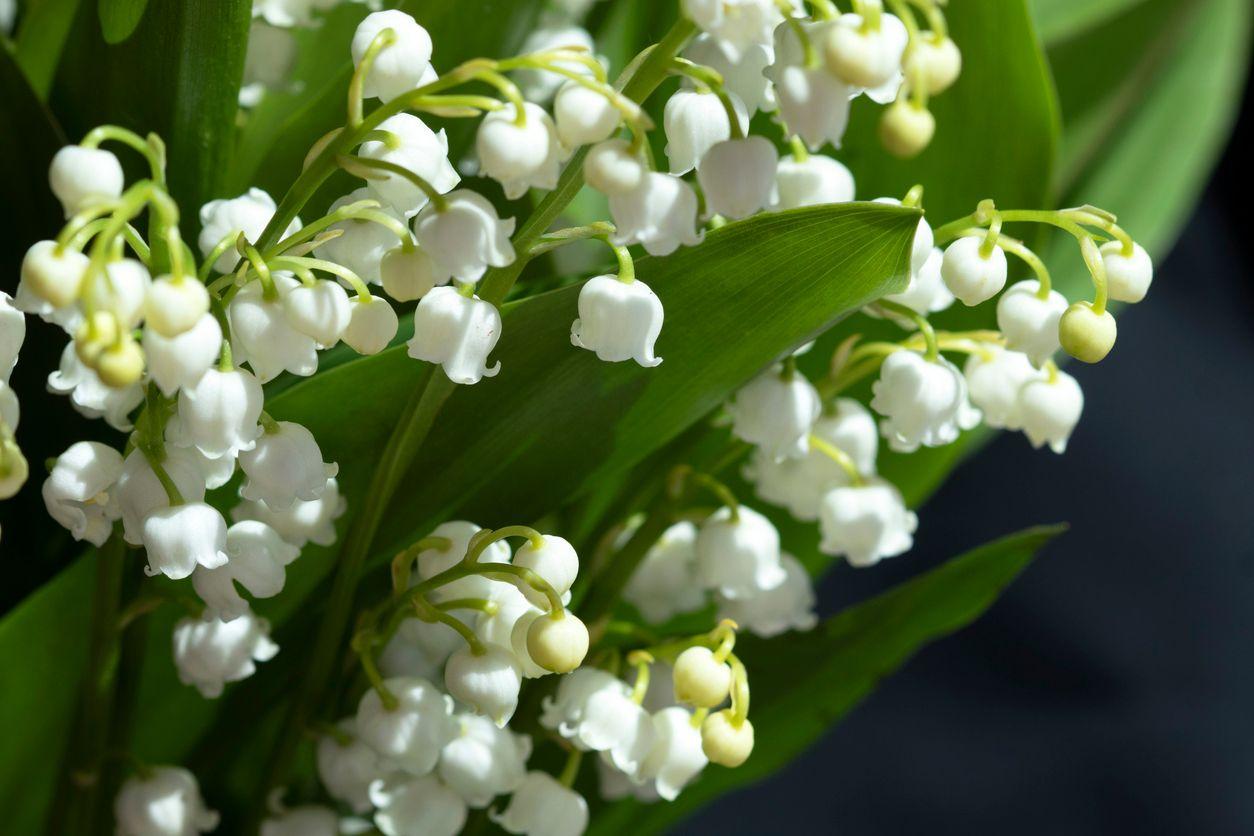 Close-up picture of white lilies of the valley