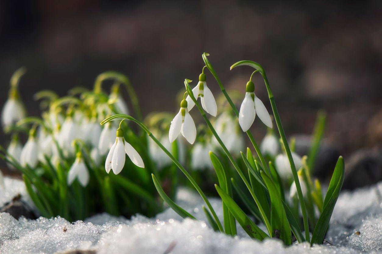 Snowdrops breaking through the snow