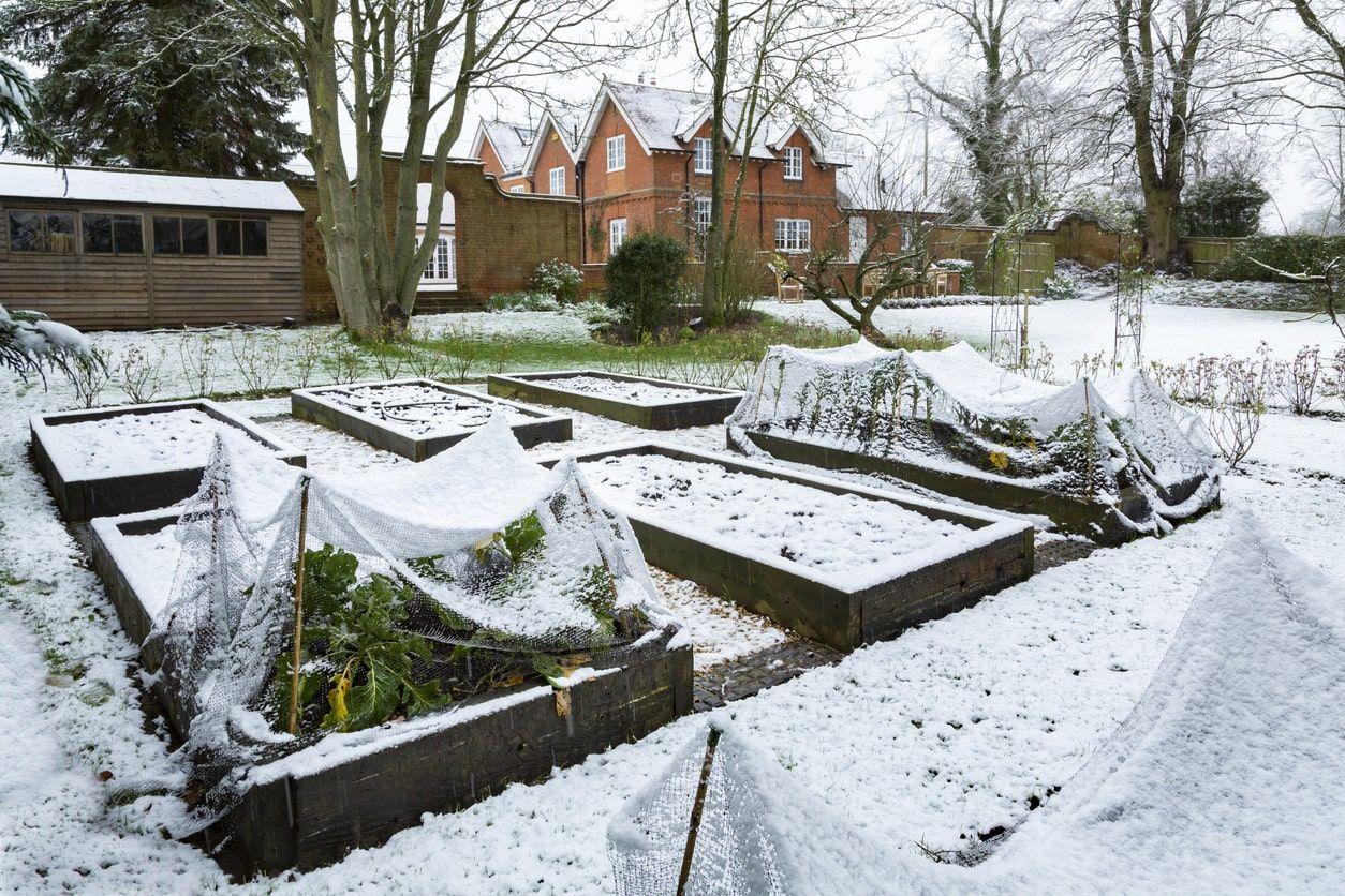 Snow-covered raised beds in winter