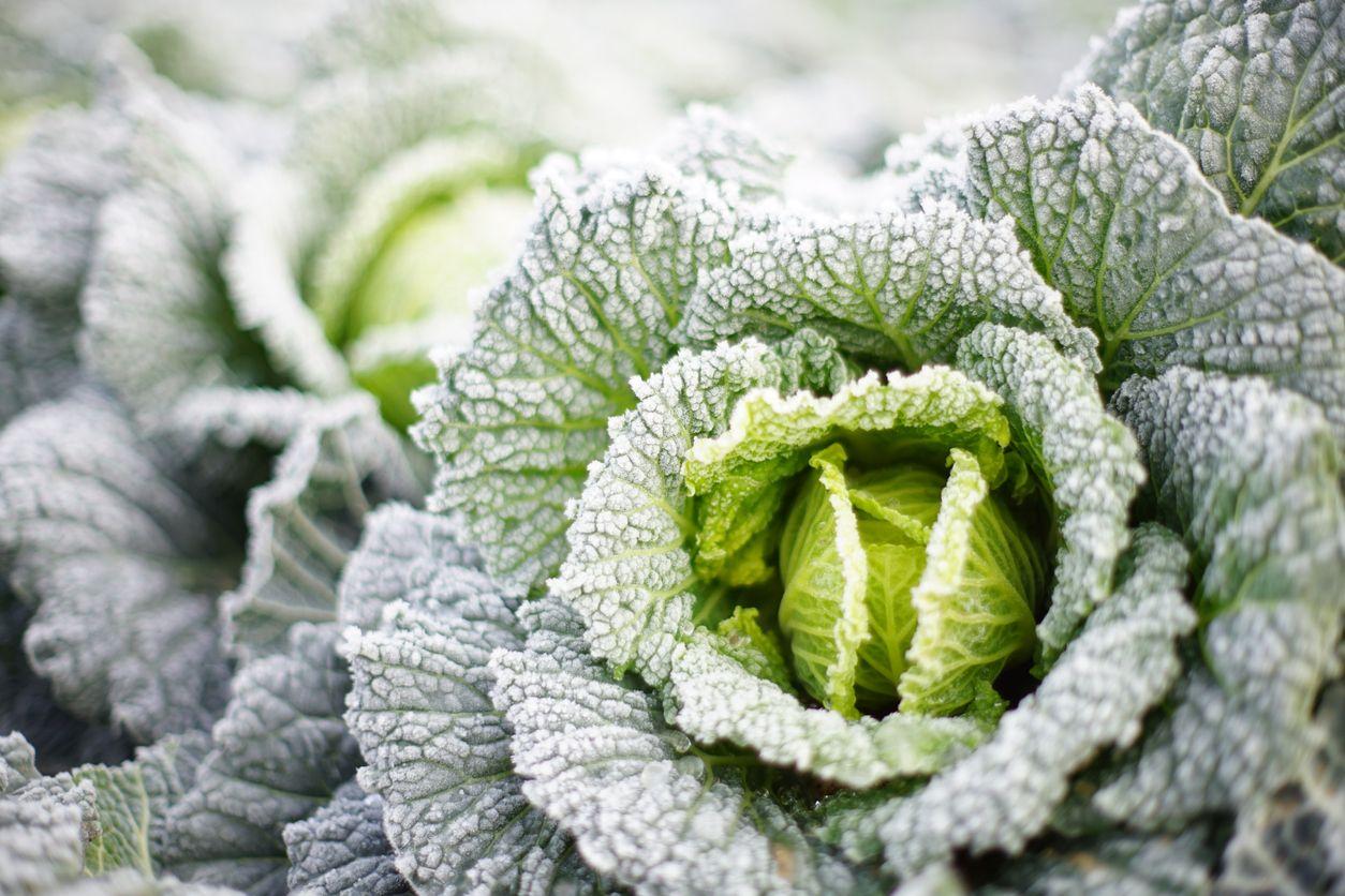 Frost-covered cabbage in winter garden