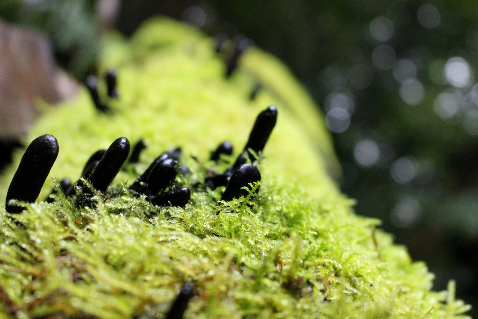 Dead man’s fingers in the moss