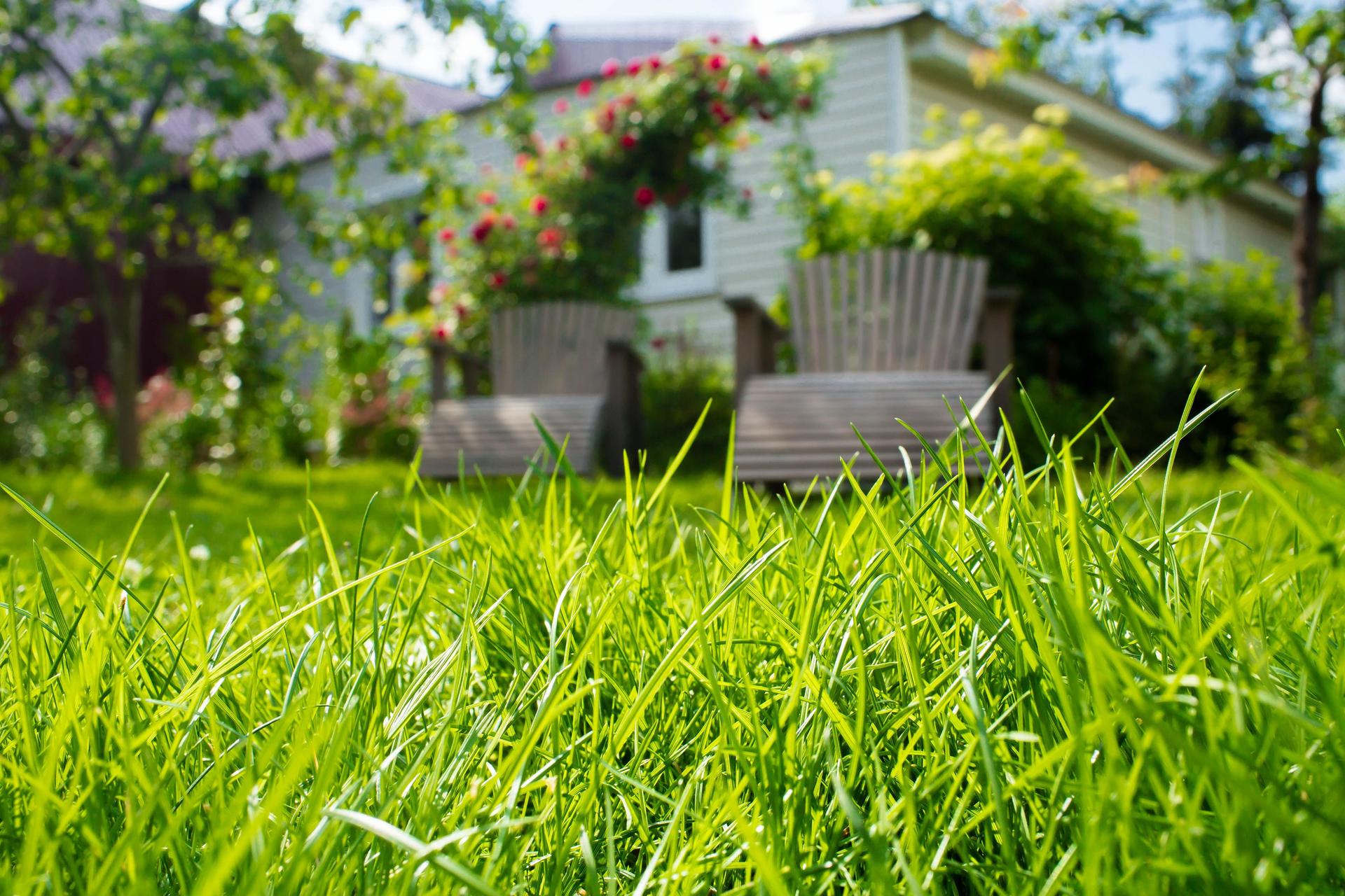 Thriving green lawn