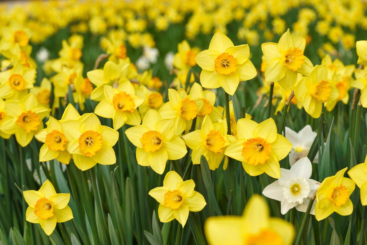 Blooming yellow daffodils