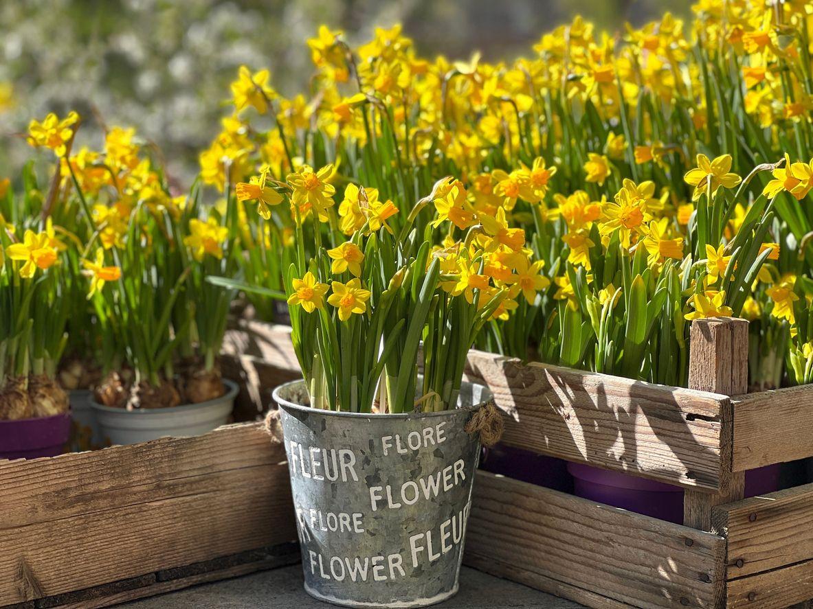 Blooming yellow jonquil flowers