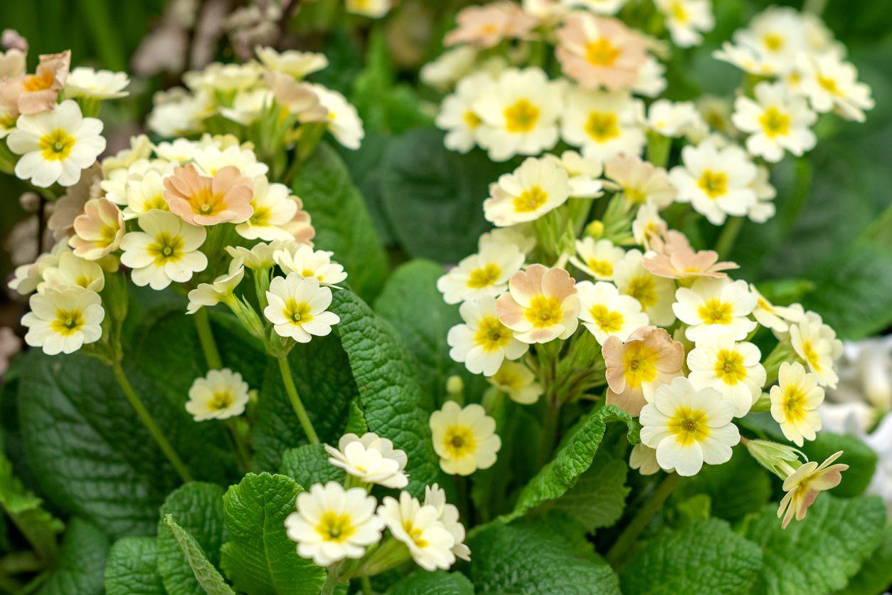 Pale yellow blooming primrose flowers