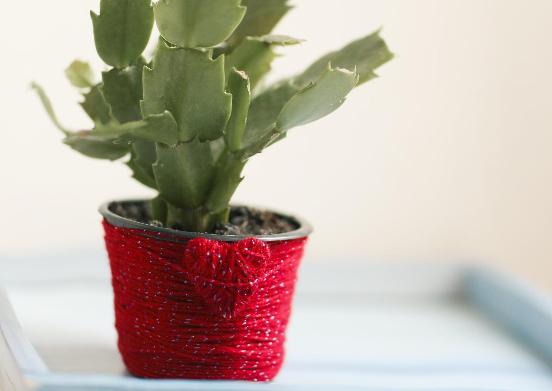 Young Christmas cactus after propagation