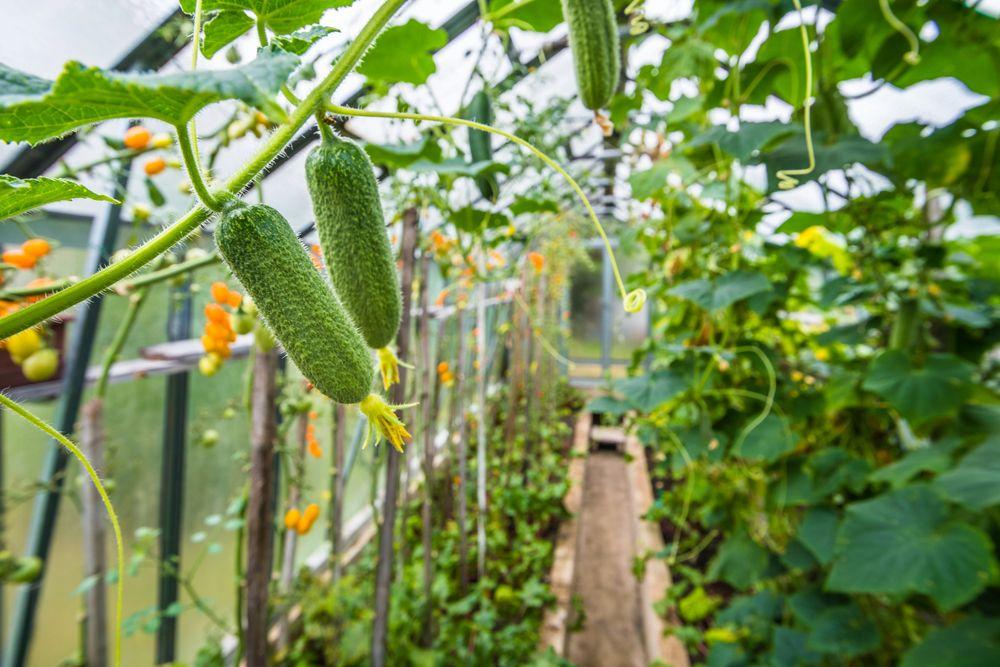 Growing cucumbers in a greenhouse