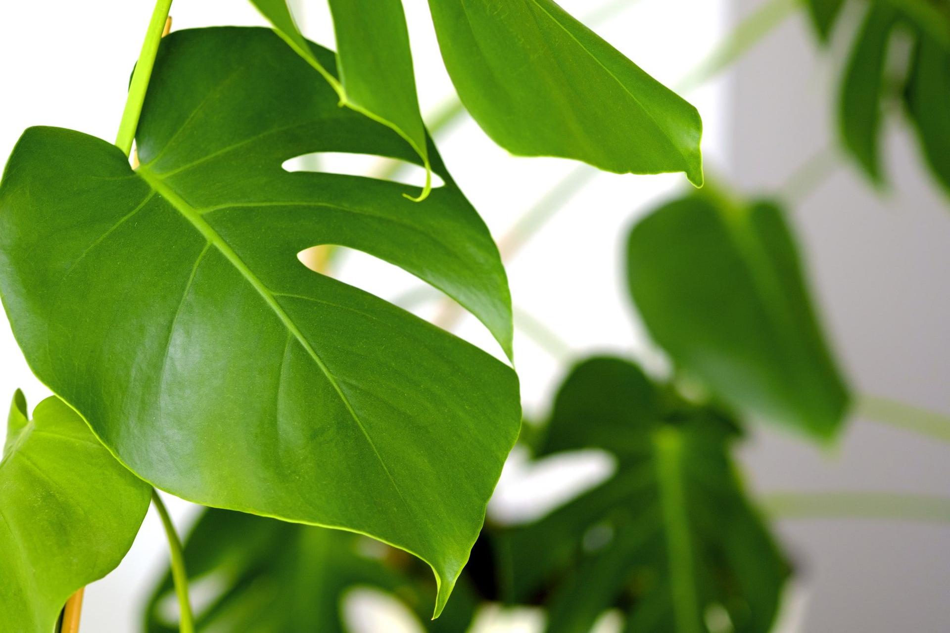 Young healthy monstera leaves