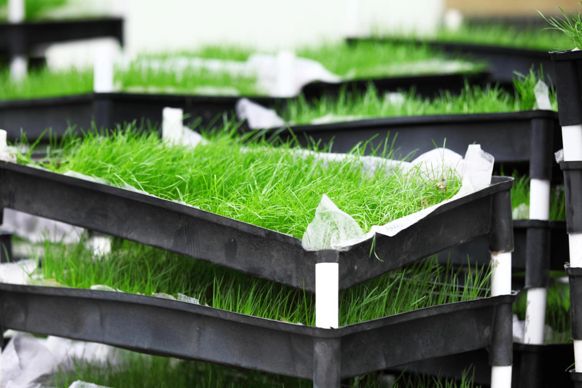 10+ Best Outdoor plants for sandy soil In Sand Gardening Grow Guide