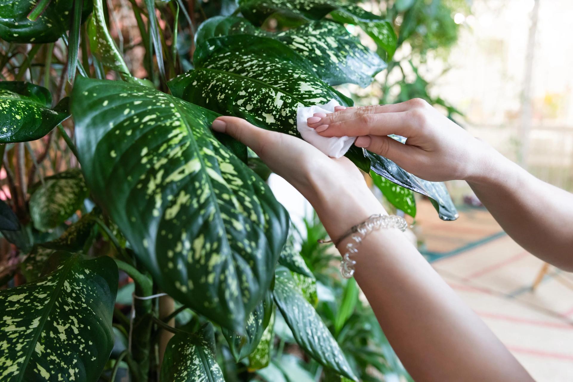 woman-gardener-hands-wiping-dust-from-houseplant-l-2022-01-20-19-44-35-utc-min.jpg