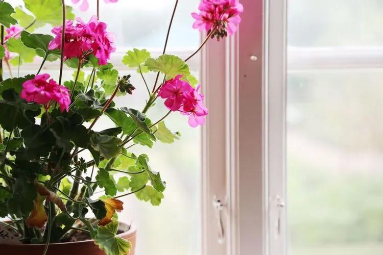 Top houseplants with white flowers