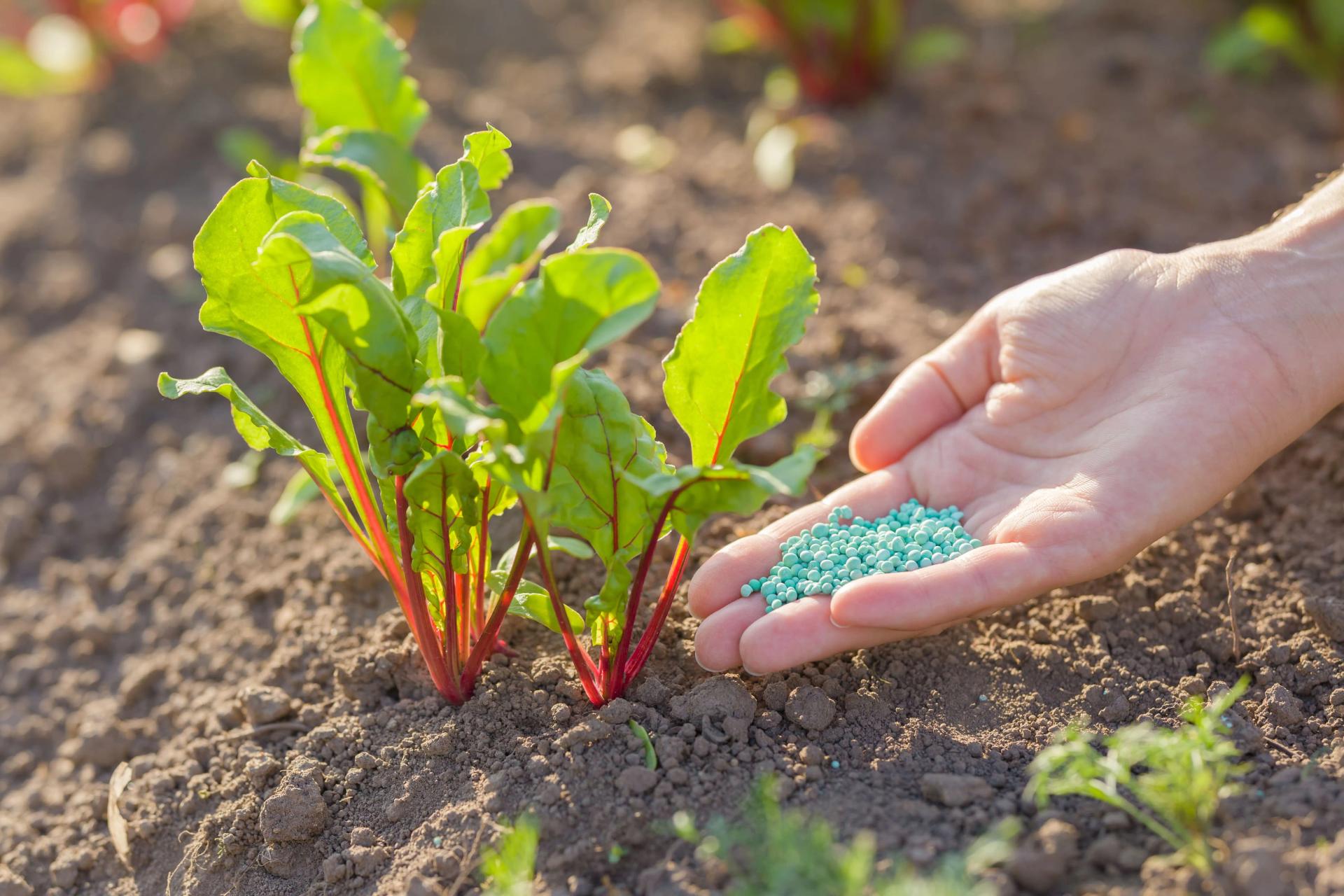 adding fertilizer to vegetables