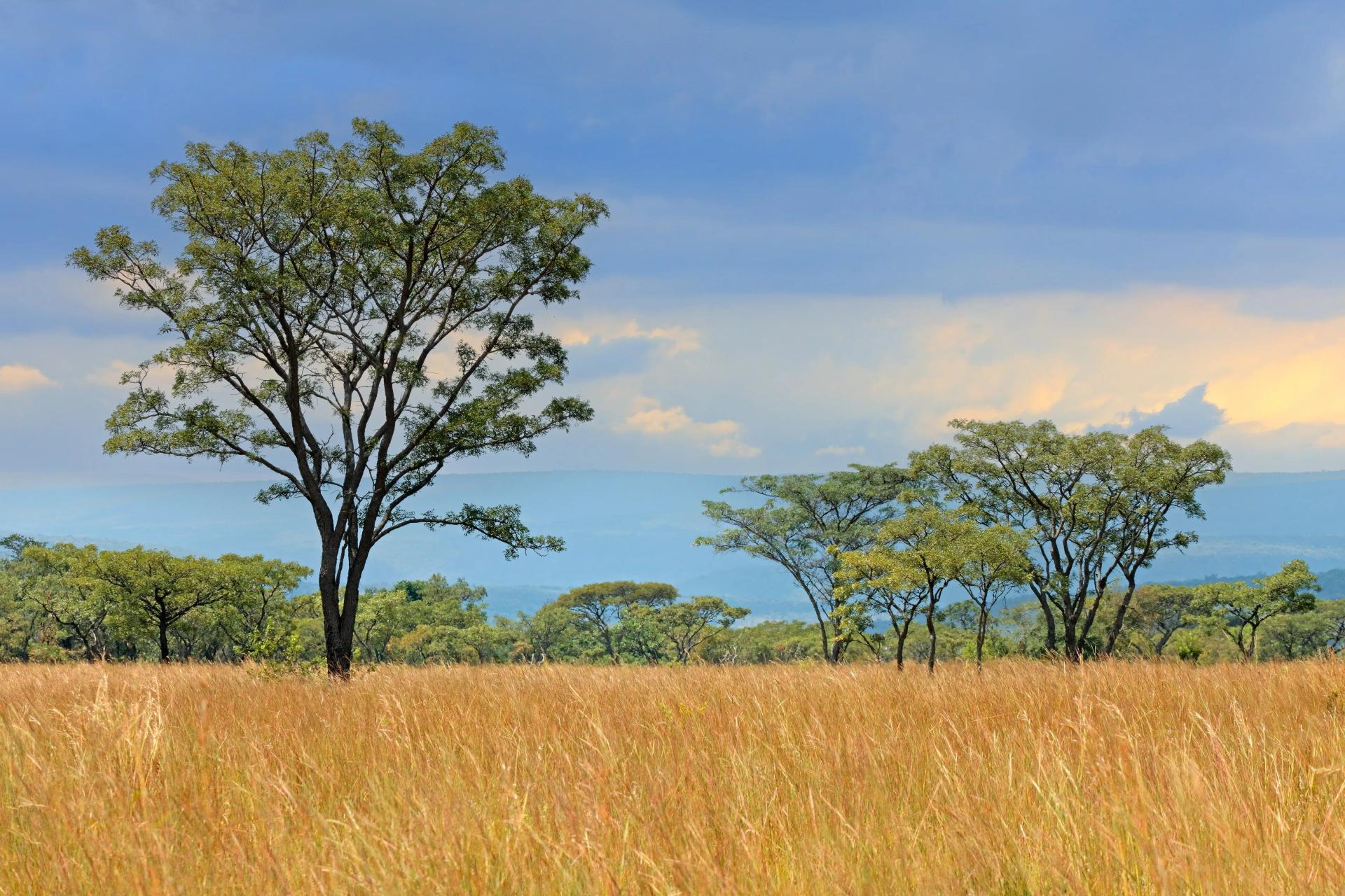 african grassland flowers