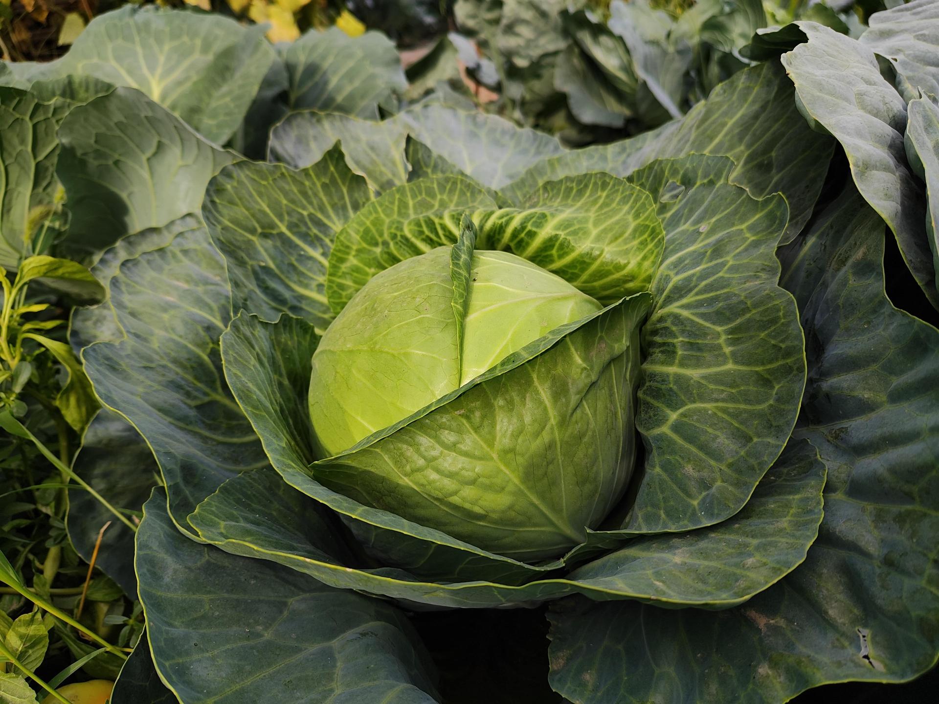 Full Guide on Best & Worst Cabbage Companion Plants