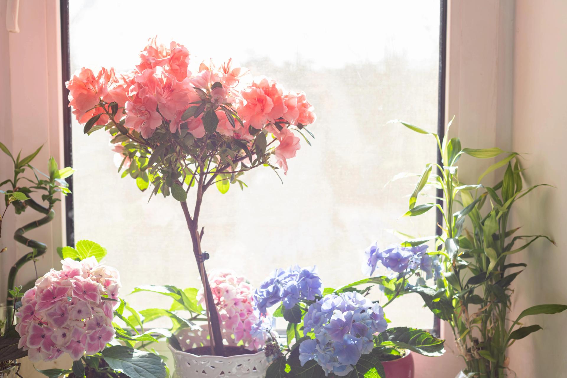 How to Tell The Health of Your Flower Plants ｜EYOUAGRO