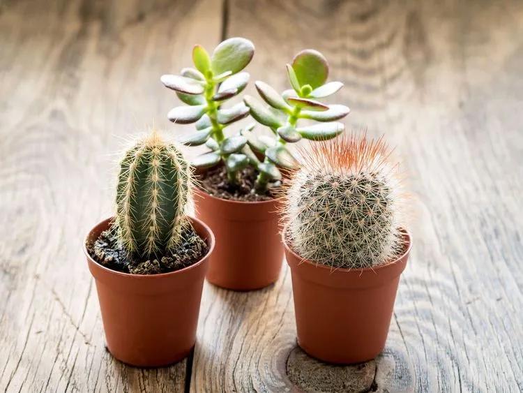 Insect pests of cacti and succulents grown as house plants