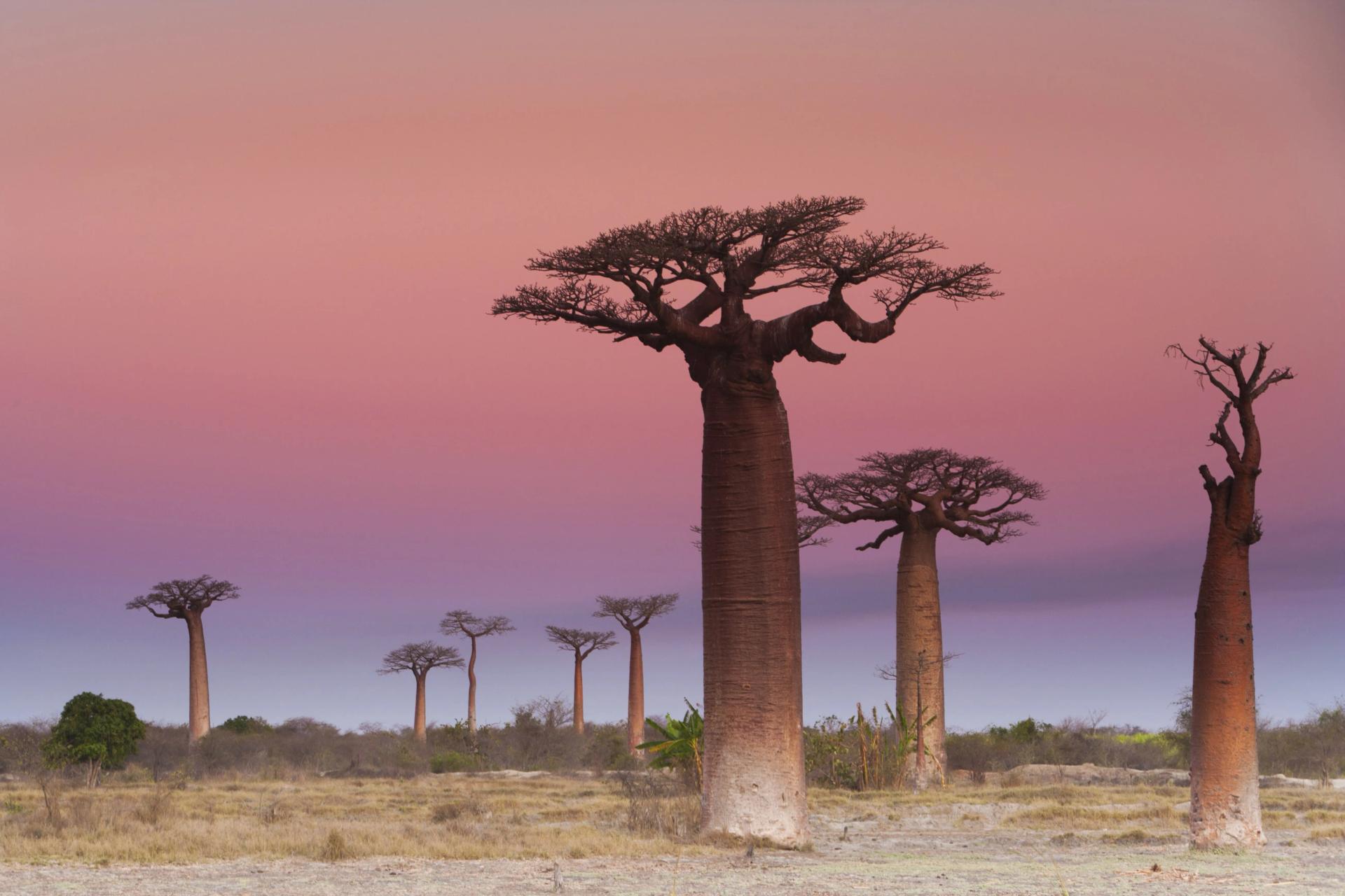 Baobab Trees