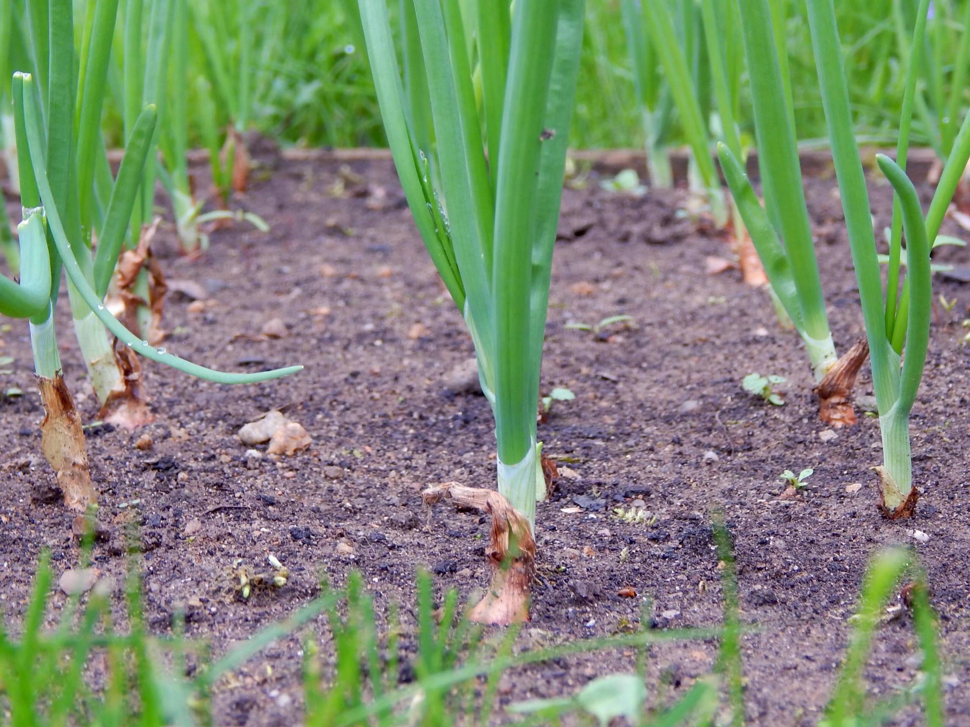 Green Onions Grow