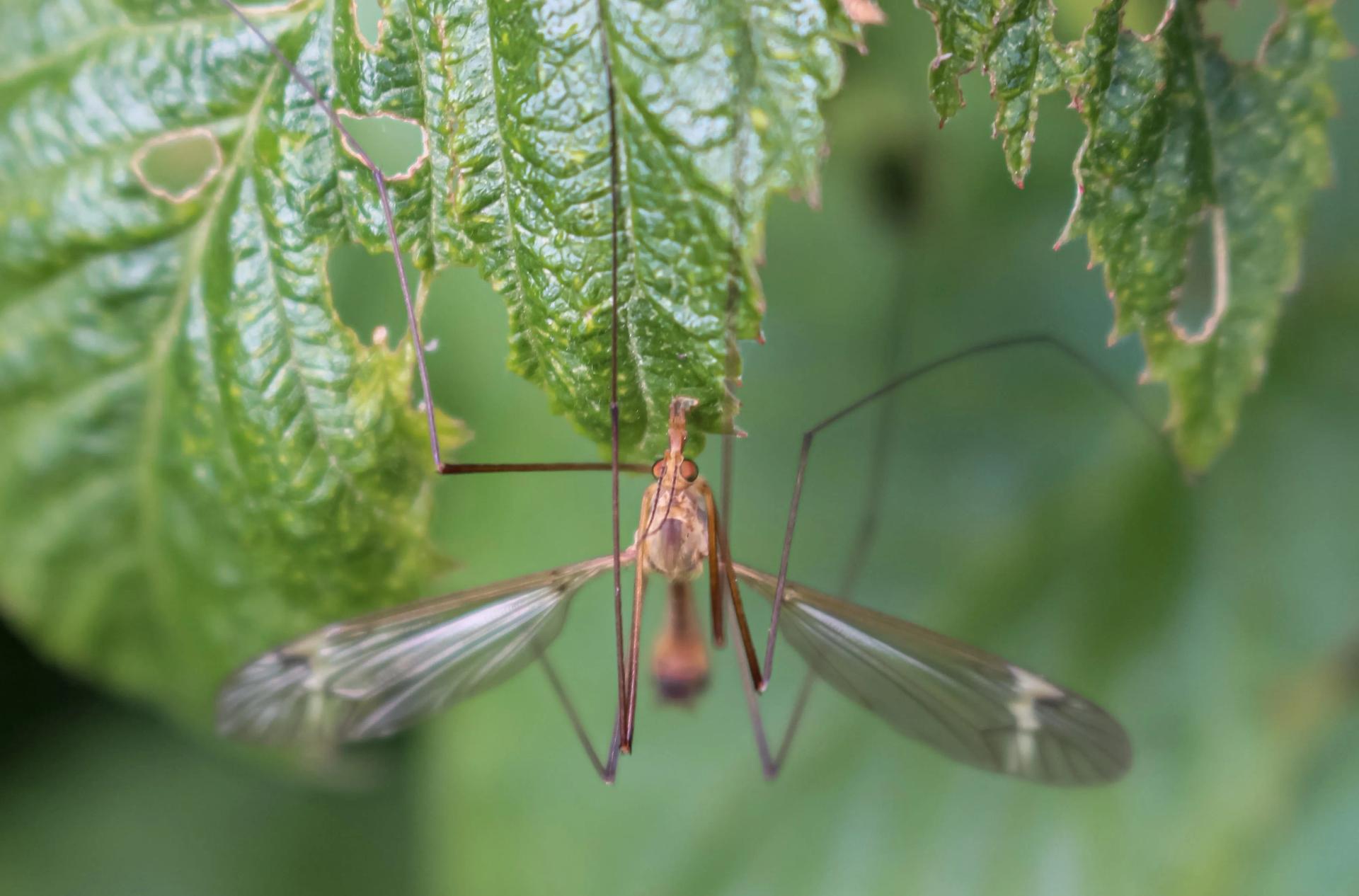 Natural outdoor 2025 mosquito control