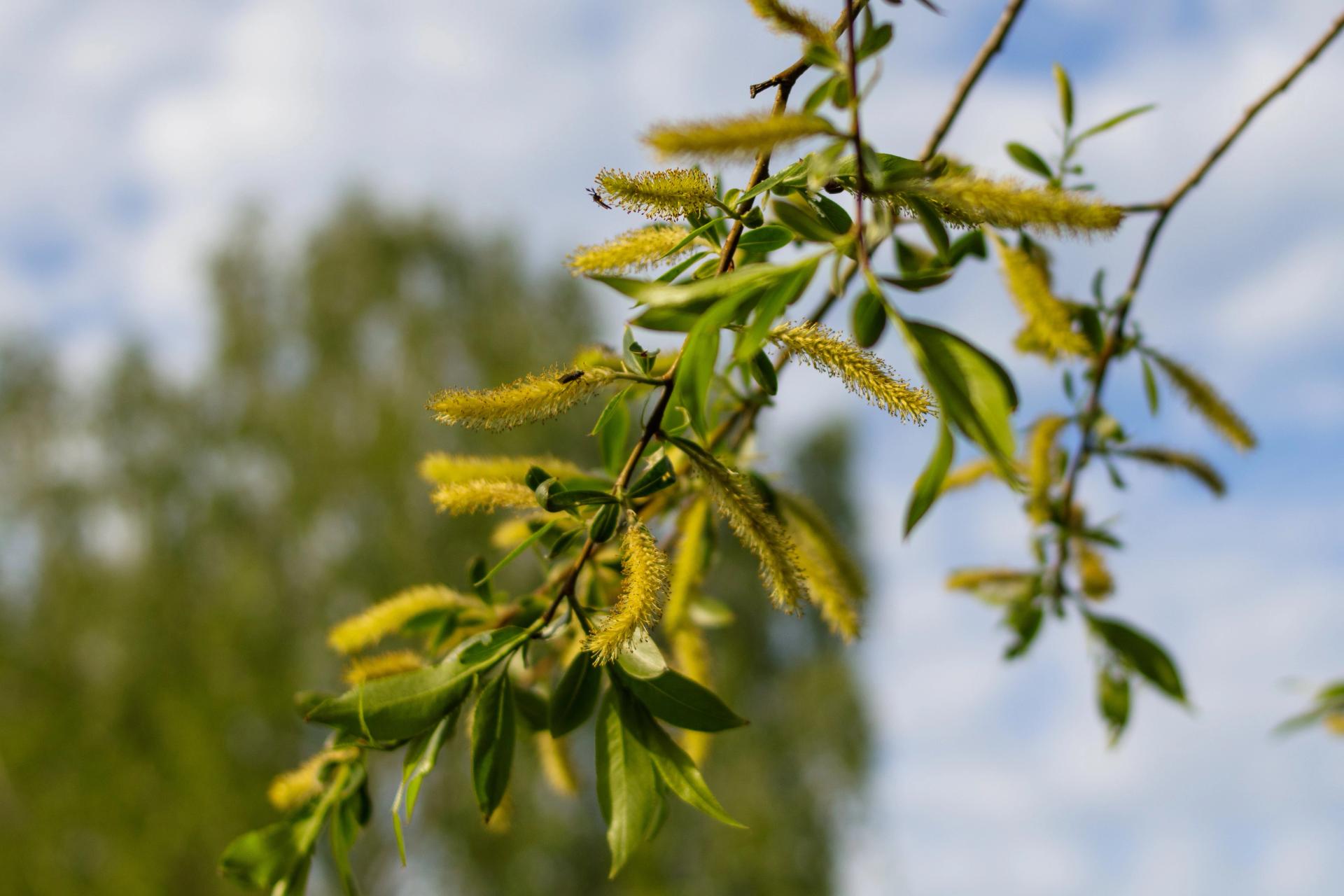 blooming willow.jpg