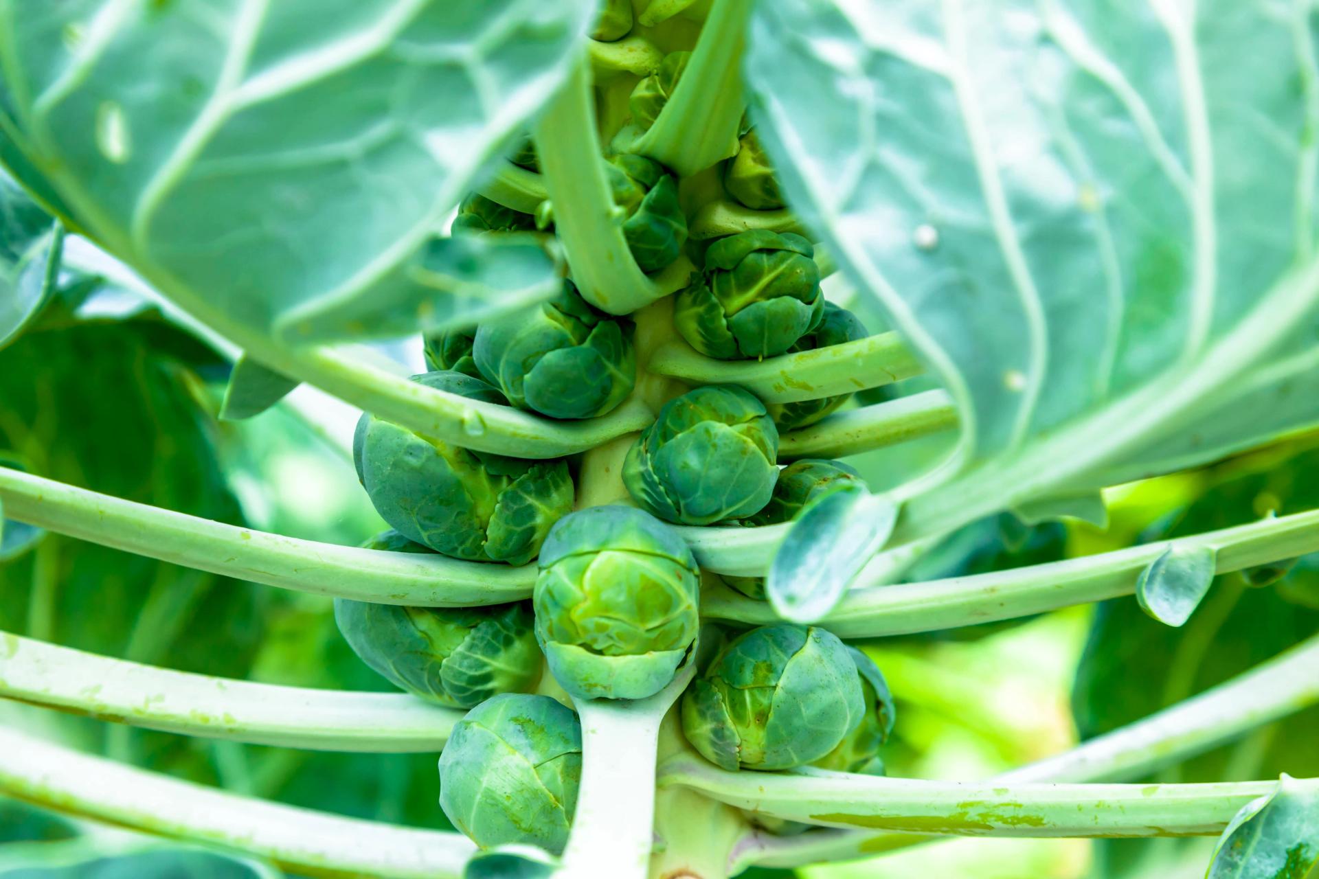 Brussels Sprouts