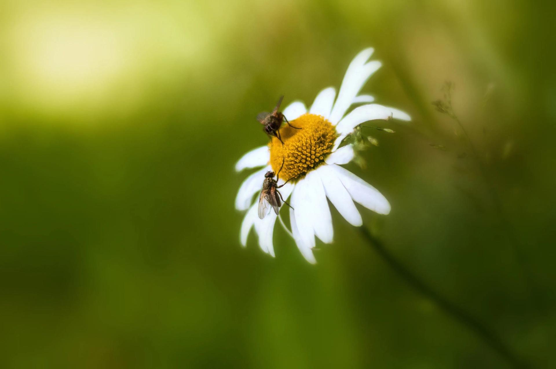 Flies on a Flower