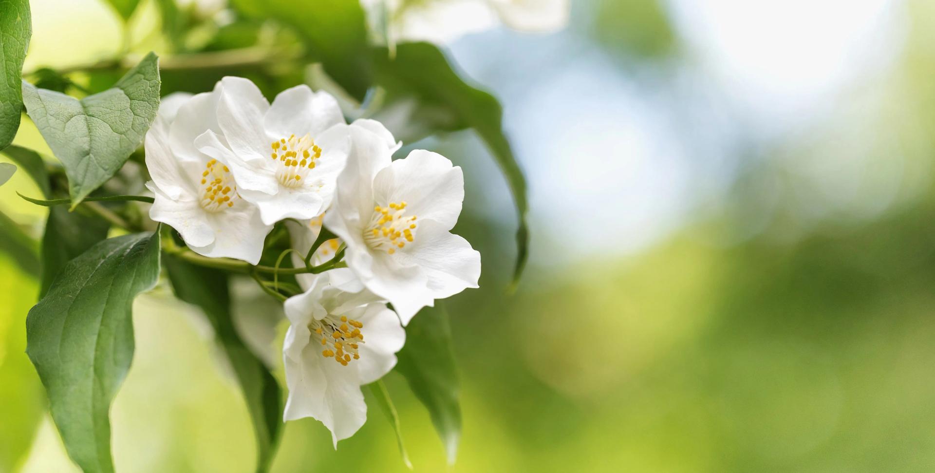 a-branch-of-philadelphus-mock-orange-with-blossomi-2021-08-28-14-52-46-utc-min.jpg