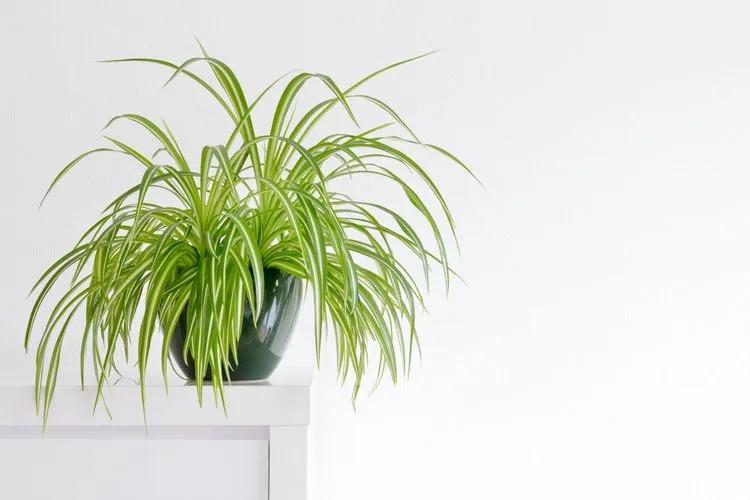 Hanging Spider Plant Silk Foliage Planter