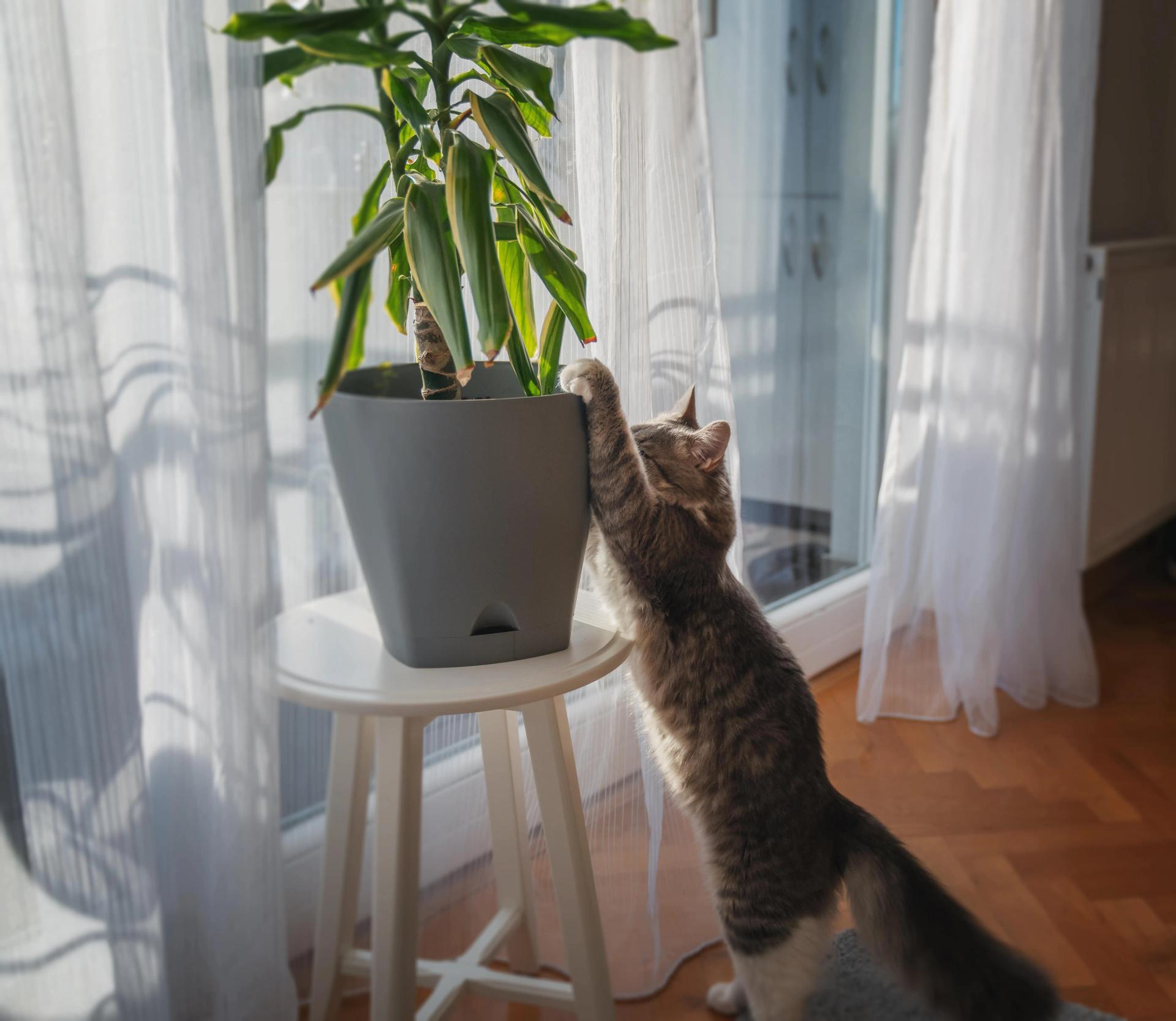 Keep cat away from plants hot sale