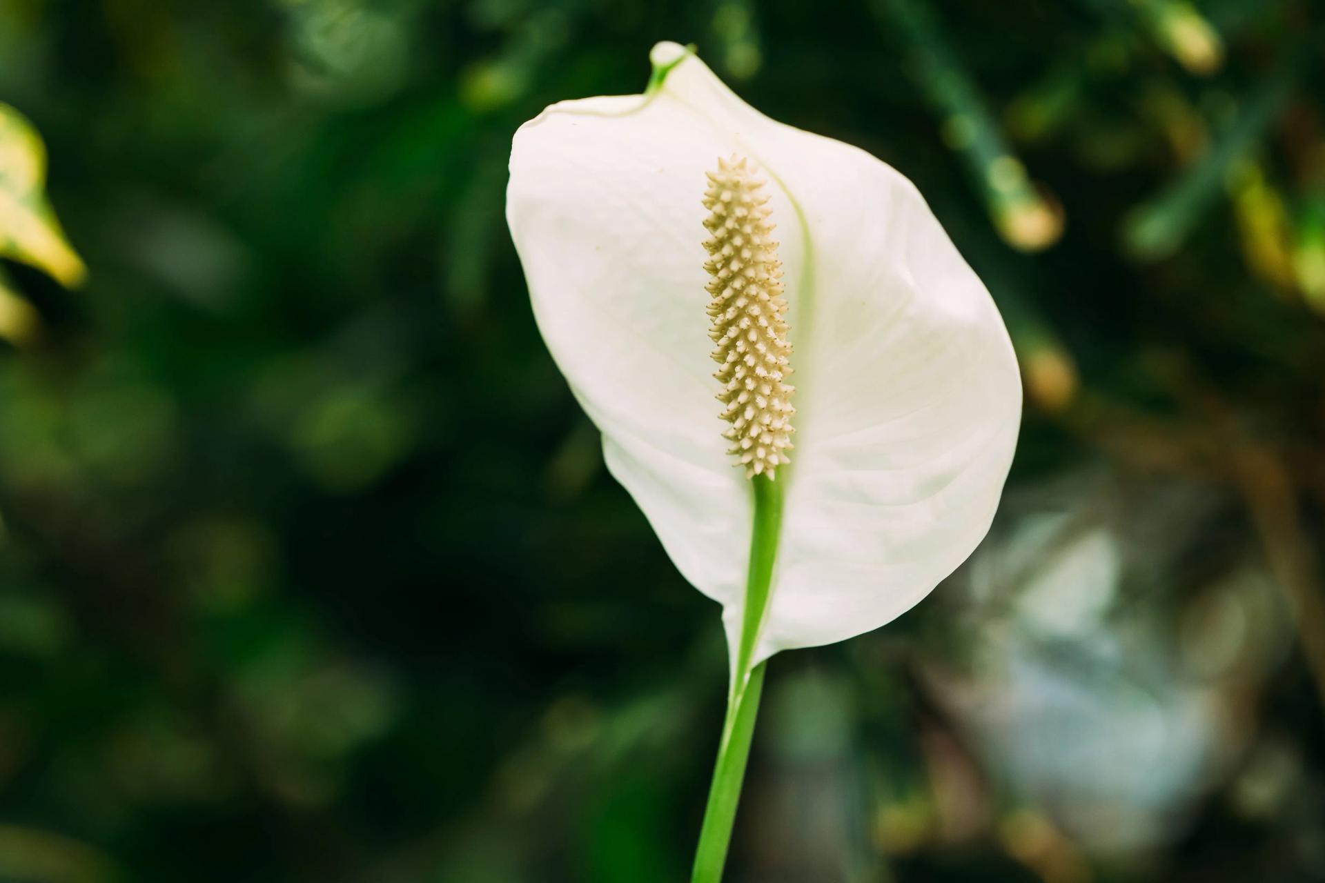 white flowering house plants