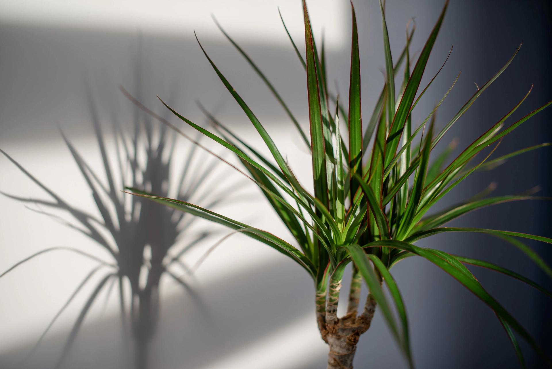 green-dracaena-leaves-desktop-screensaver-backgr-2021-09-03-02-20-02-utc-min.jpg