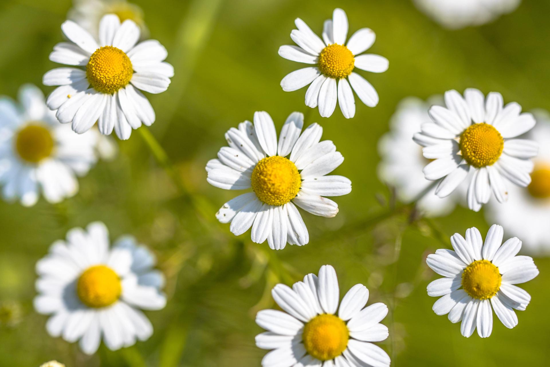 chamomile flowers.jpg