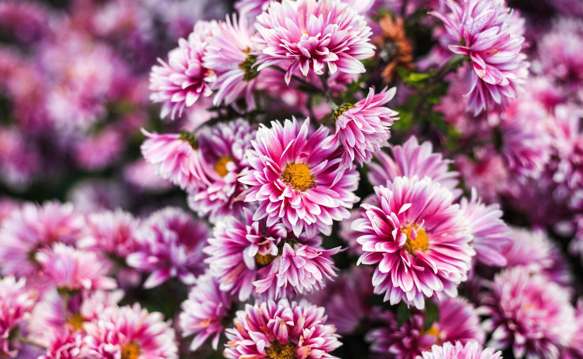 Chrysanthemums