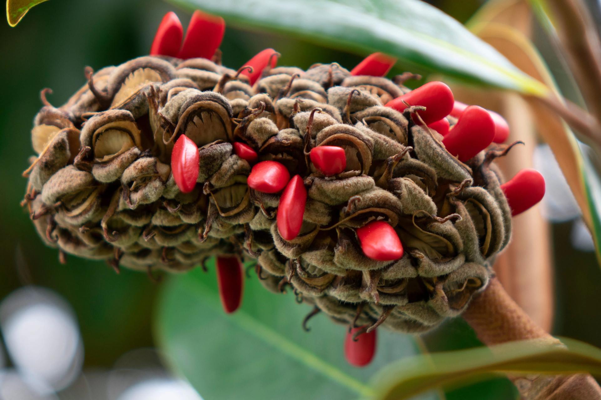 Just Because Southern Magnolia: Seeds Of Life