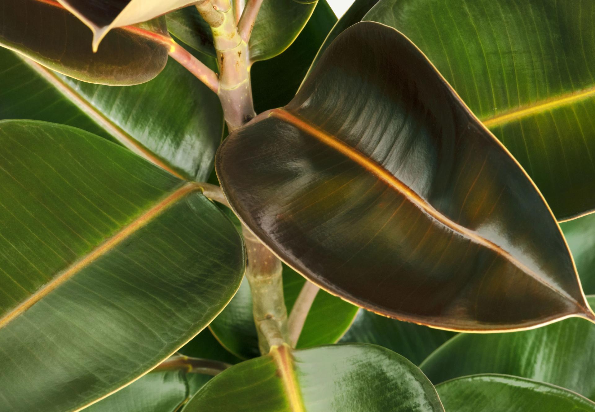 closeup-of-fresh-indian-rubber-plant-leaves-2021-09-02-06-01-42-utc (1)-min.jpg