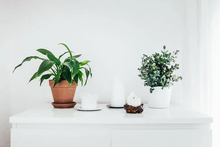 How to Keep Plants Warm in Winter Top Ways to Protect & Winterize