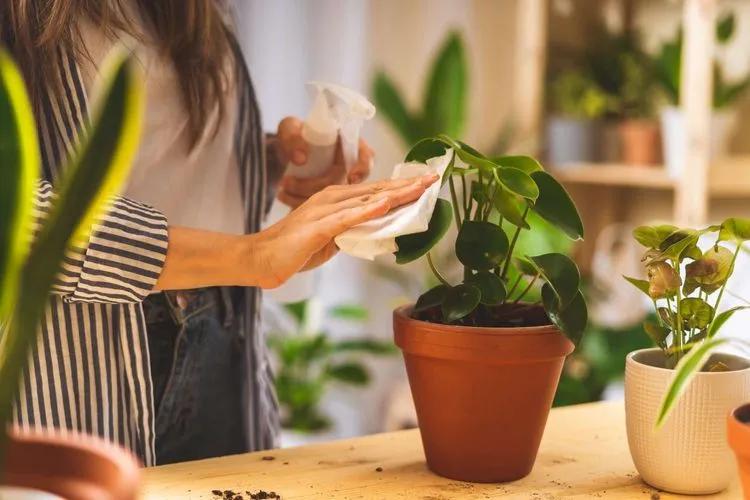 Houseplant Leaf Shine Spray - Leaf Polish, Gloss, and Shine, Perfect for  House Plants and Foliage